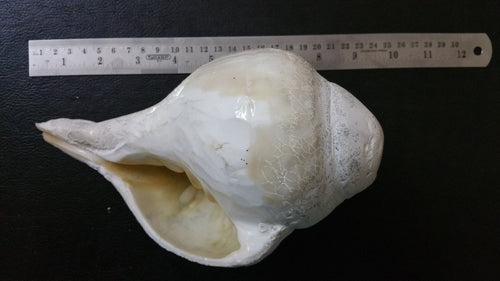 Conch Shell (for blowing)